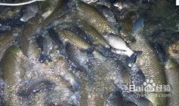 鲤鱼养殖爆料怎么做的视频,视频教程，轻松掌握养殖技巧